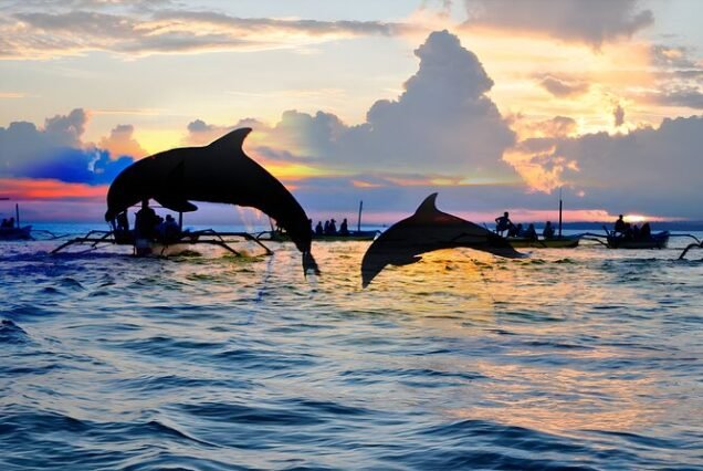 Bali With Dolphin
